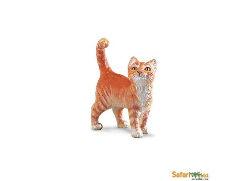 Gatto Tigrato Gatto Tigrato