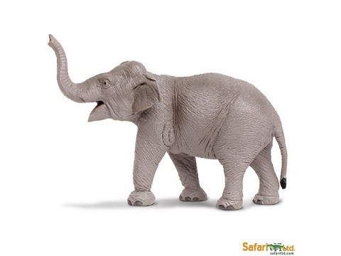 Elefante Asiatico Elefante Asiatico