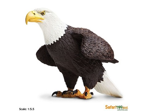 Aquila Aquila