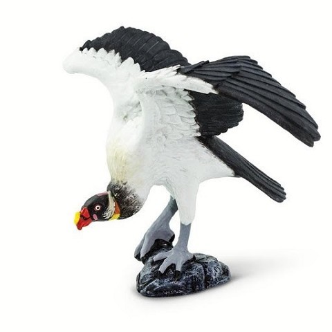 Avvoltoio Reale