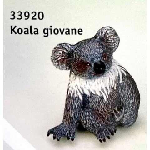 Koala cucciolo