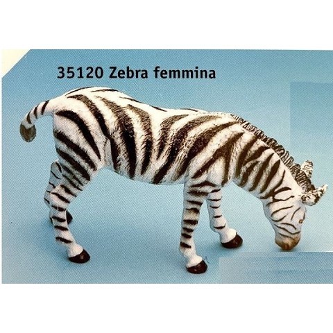 Zebra femmina