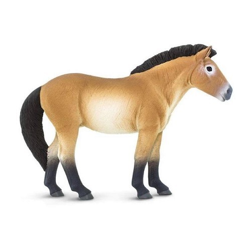 Cavallo Przewalski