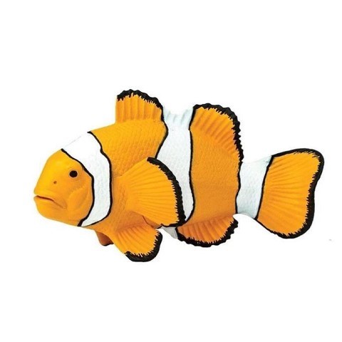 Pesce Anemone / Pesce Pagliaccio