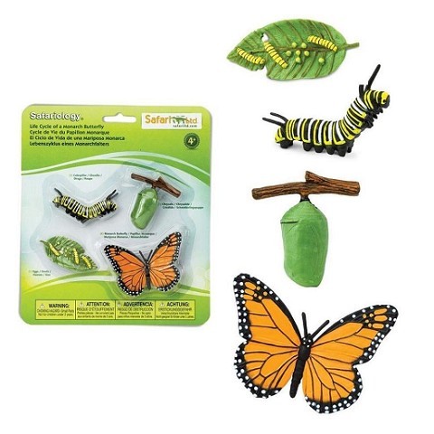 Ciclo della Vita della Farfalla Monarch