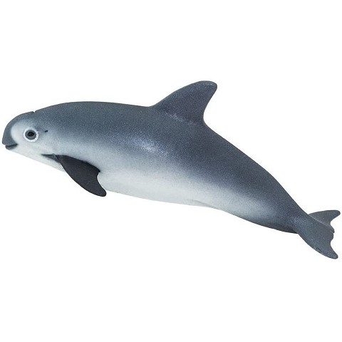 Pesce Vaquita Focena