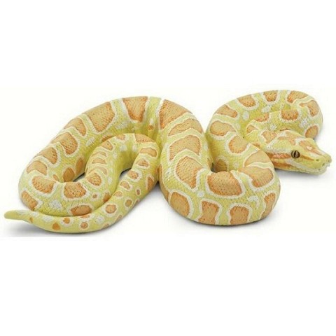 Pitone Albino