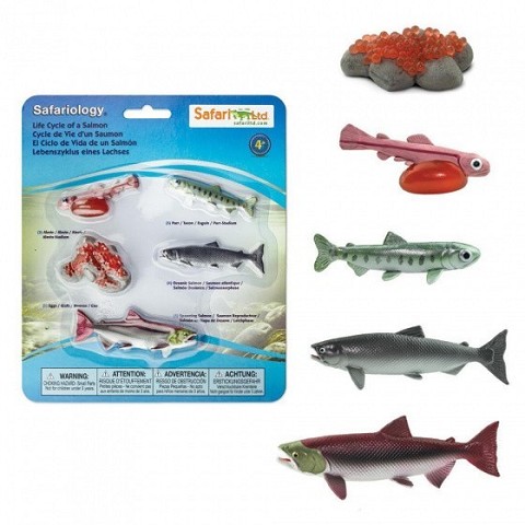 Set Ciclo della Vita del Salmone