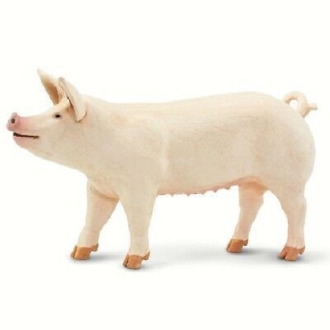 Scrofa