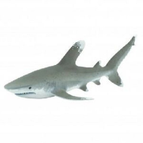 Squalo Longimano (Pinna Bianca Oceanico)