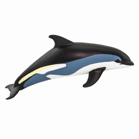 Delfino dell’Atlantico striato
