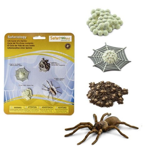 Set Ciclo della Vita Ragno