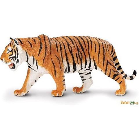Tigre siberiana
