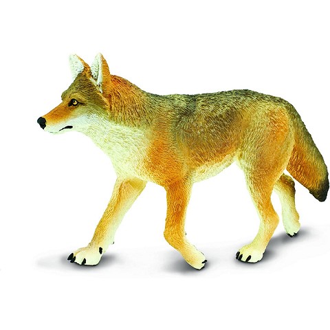 Coyote