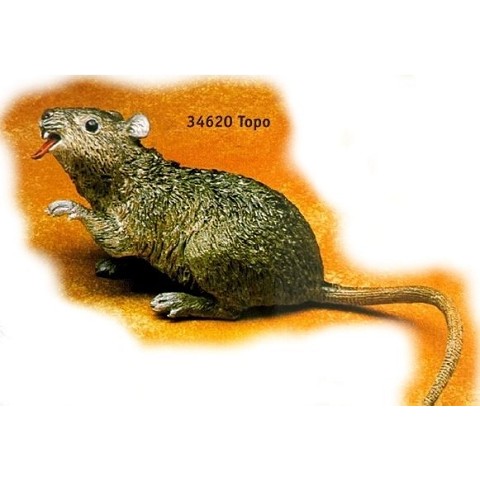 Topo