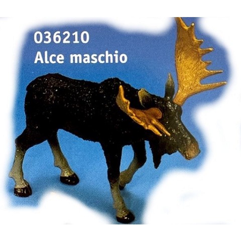 Alce maschio