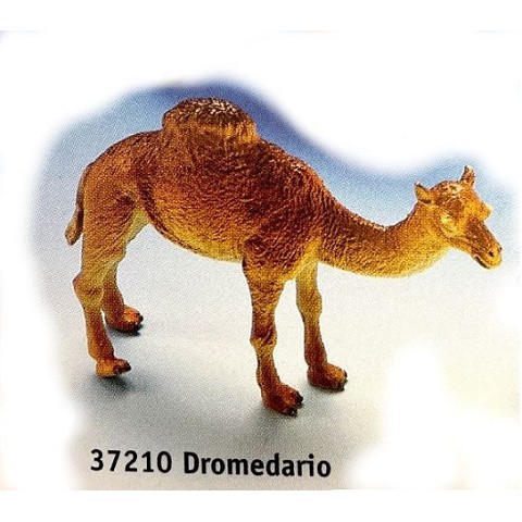 Dromedario