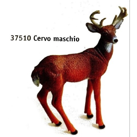 Cervo