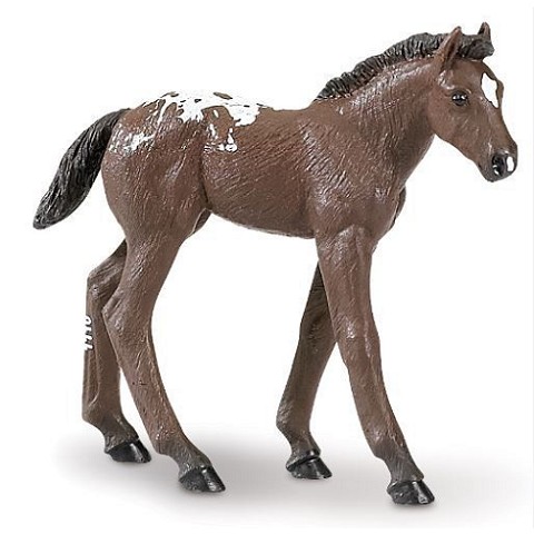 Puledro Appaloosa