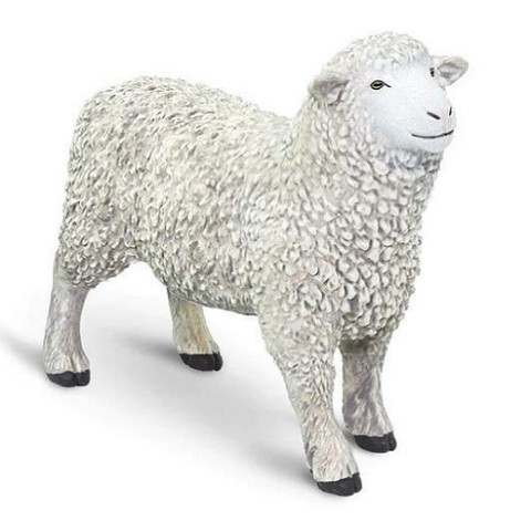 Pecora