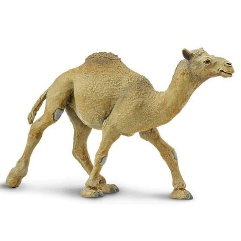 Dromedario