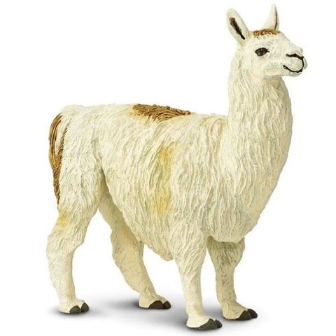 Lama