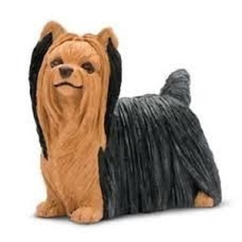 York Shire Terrier