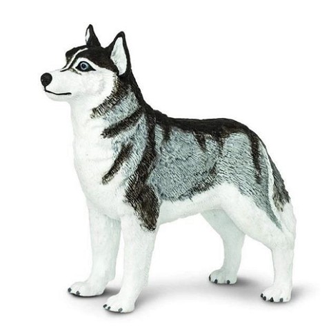 Siberian Husky