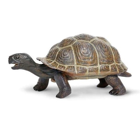 Tartaruga Cucciolo