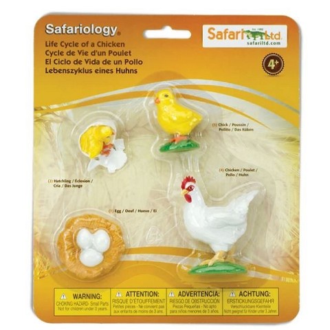 Ciclo della Vita della Gallina