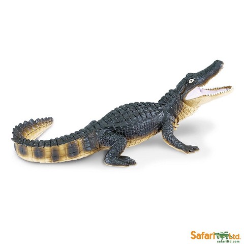 Alligatore