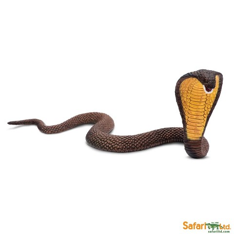 Cobra